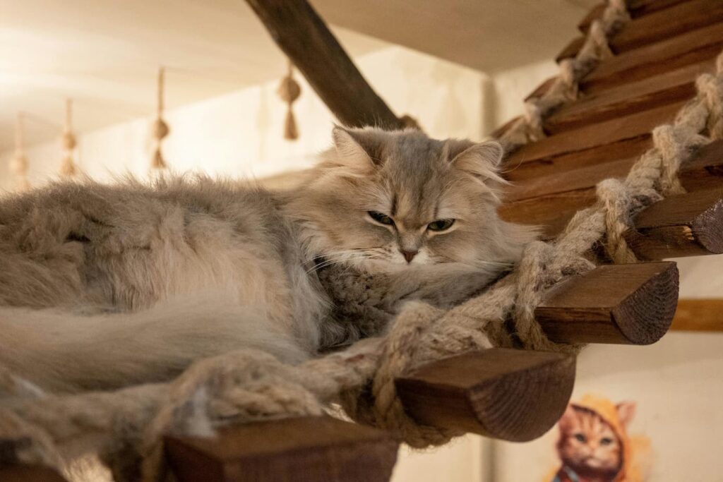 Faire de la pâtée maison pour chien et chat