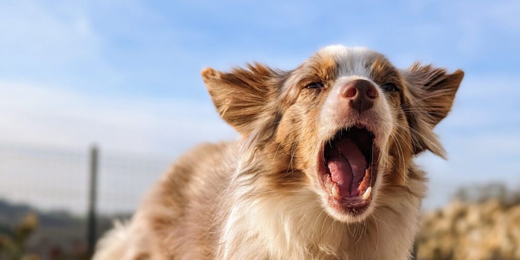 La Bi-Nutrition : le meilleur choix pour la santé de votre animal