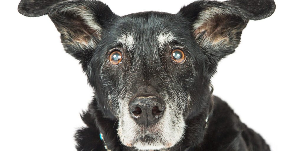Les bienfaits de la pâtée pour les chiens seniors