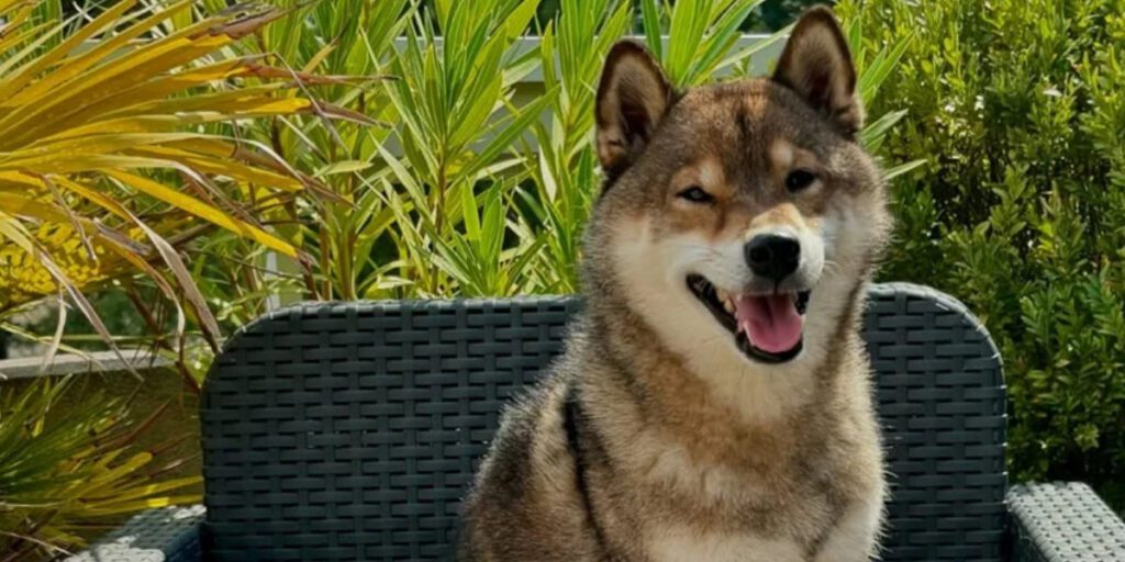 Pourquoi donner de la pâtée à son chien ?