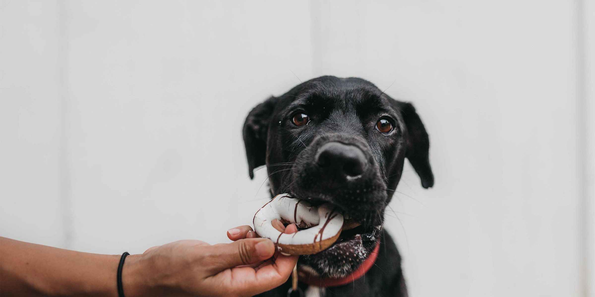 Digestion des croquettes : reconnaître les signes d’un inconfort chez votre animal digestion des croquettes
