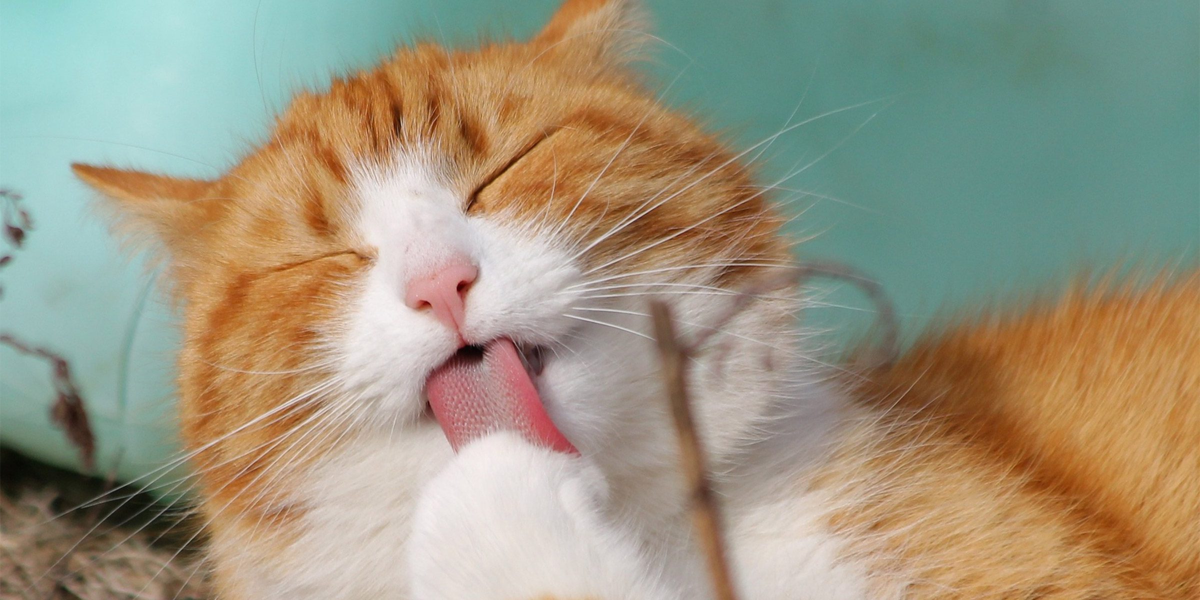 Comment réussir la transition des croquettes vers la pâtée sans déranger la digestion ? transition croquettes vers pâtée