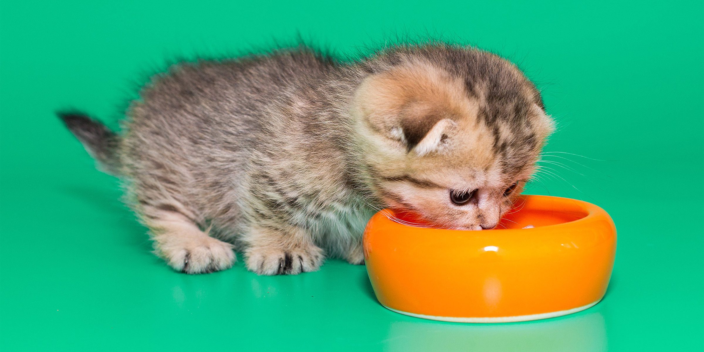 Chaton : quand et comment introduire l’alimentation humide ? alimentation humide chaton