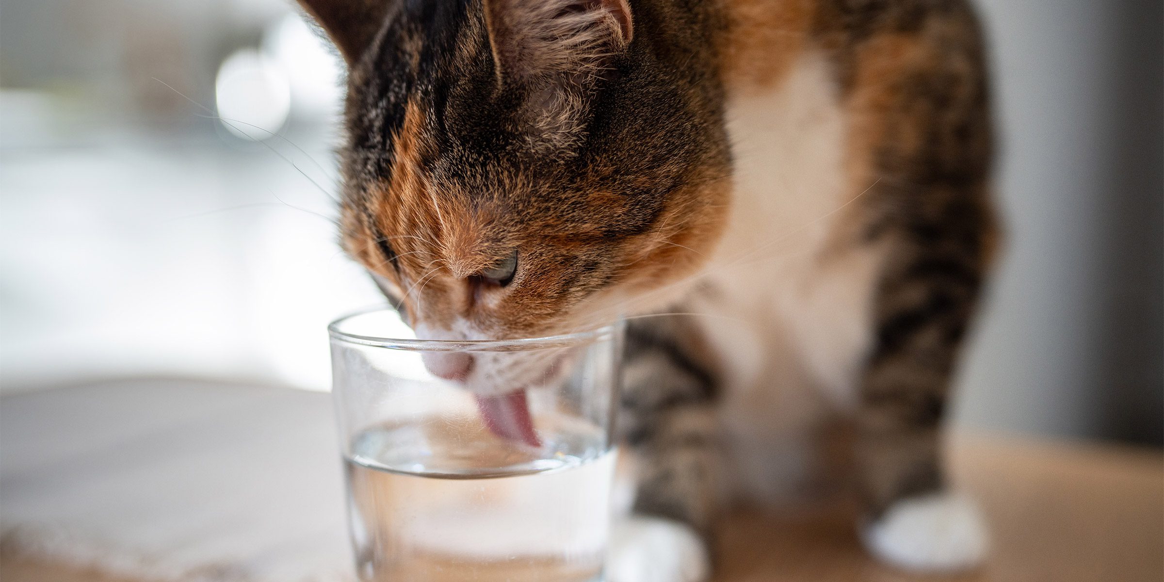 Hydratation du chat : pourquoi l’eau est essentielle dans son alimentation hydratation chat