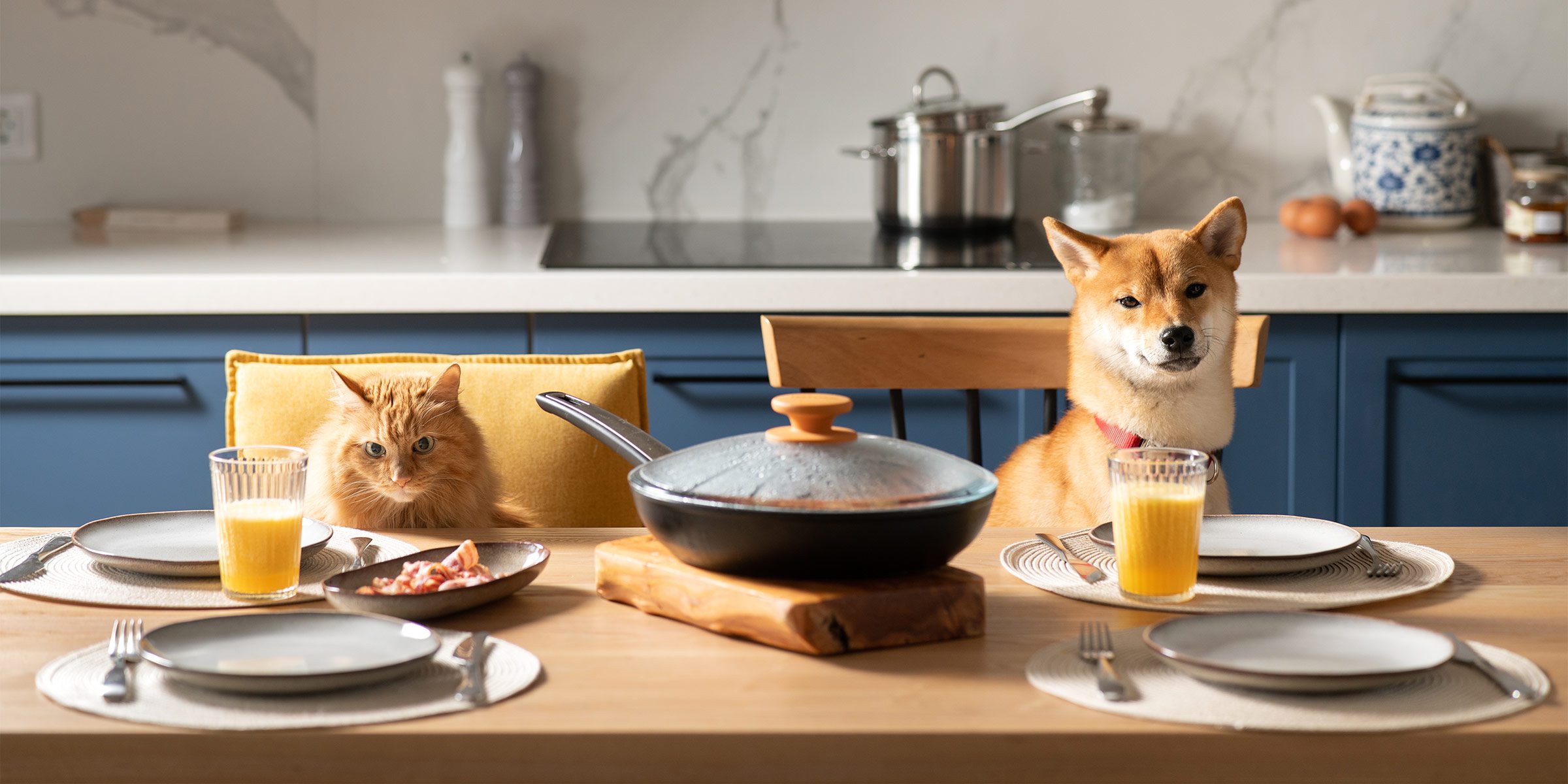 Routine alimentaire : à quelle heure nourrir son animal ? routine alimentaire