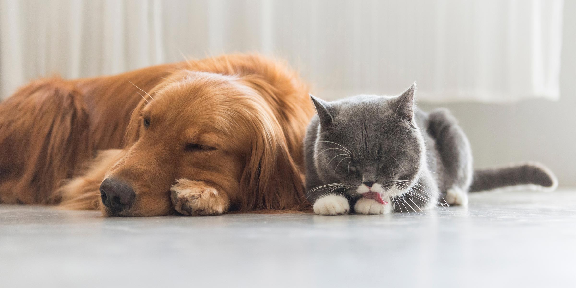 Routine alimentaire : à quelle heure nourrir son animal ? routine alimentaire