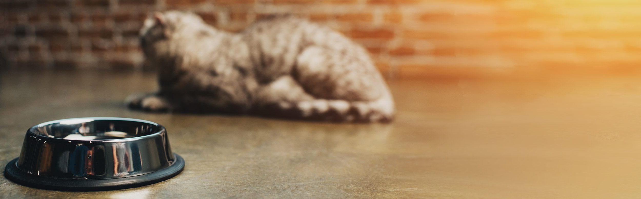 Les erreurs alimentaires les plus courantes chez le chat domestique erreurs alimentaires chat