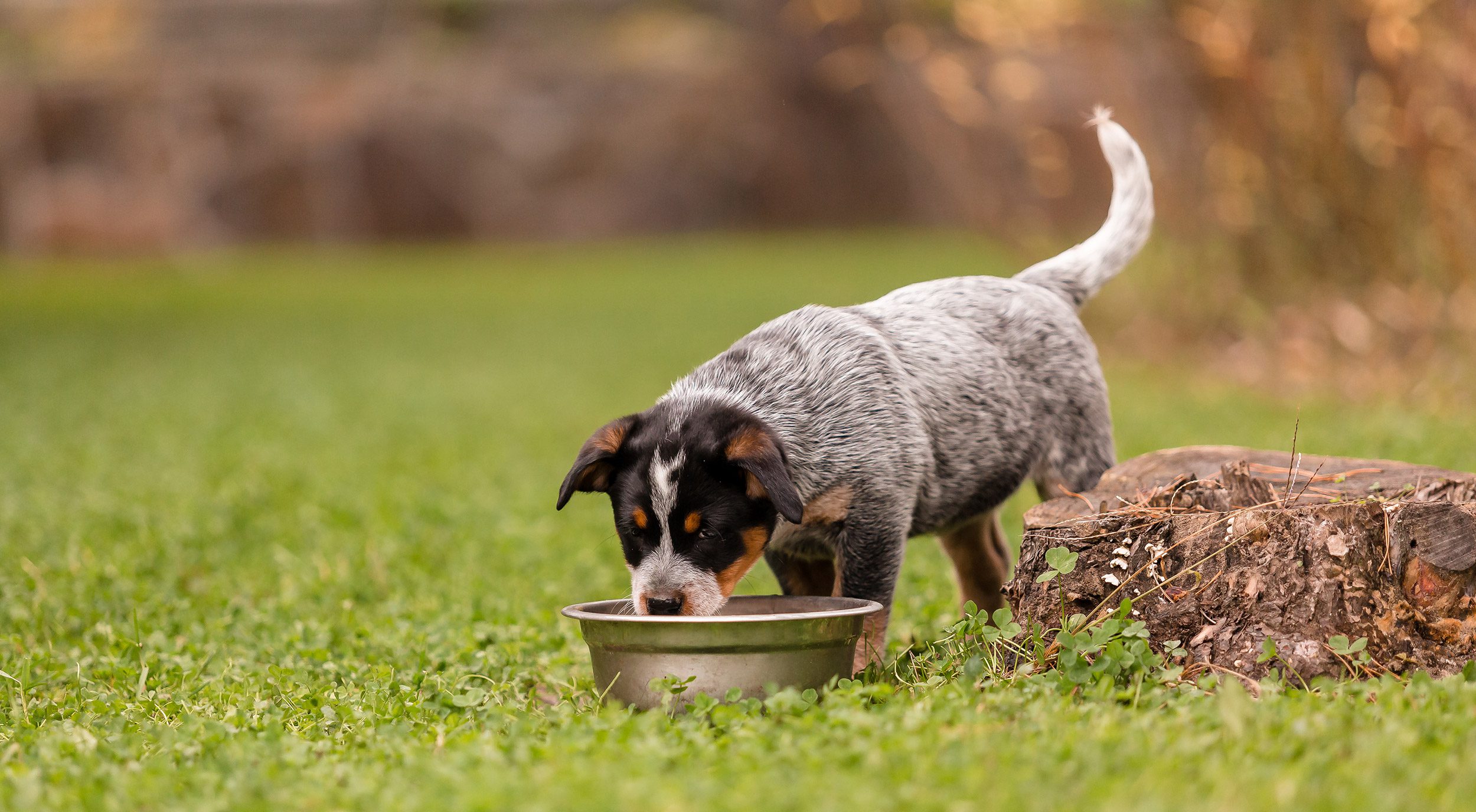 Le chien est-il vraiment omnivore ? Ce que dit la science chien omnivore