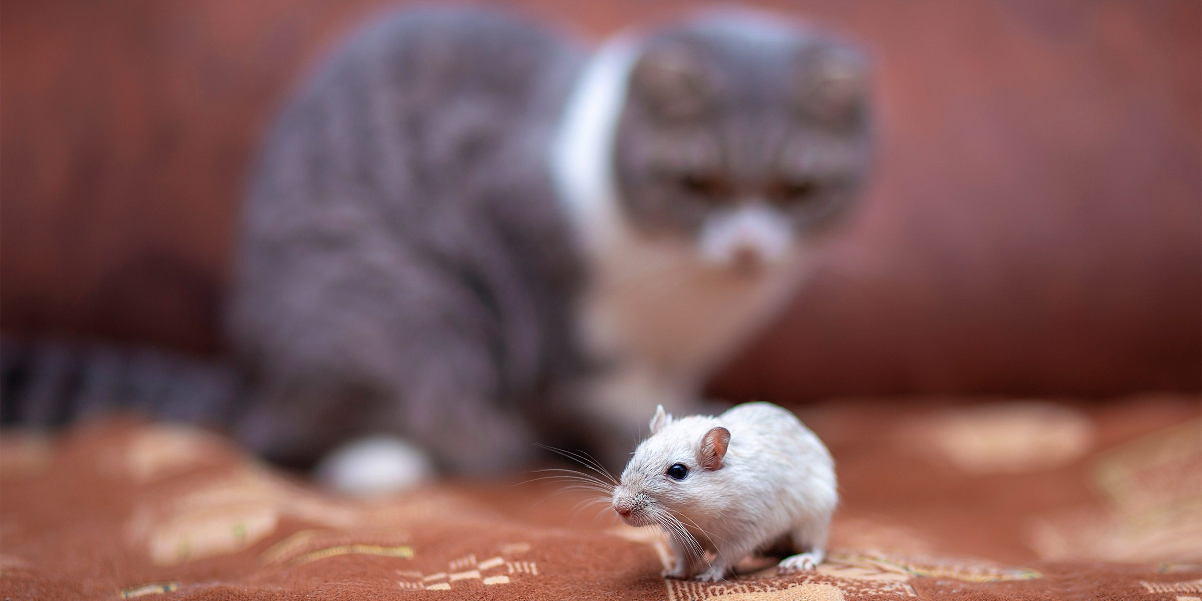 Pourquoi le chat est un carnivore strict (et pourquoi ça change tout) carnivore strict