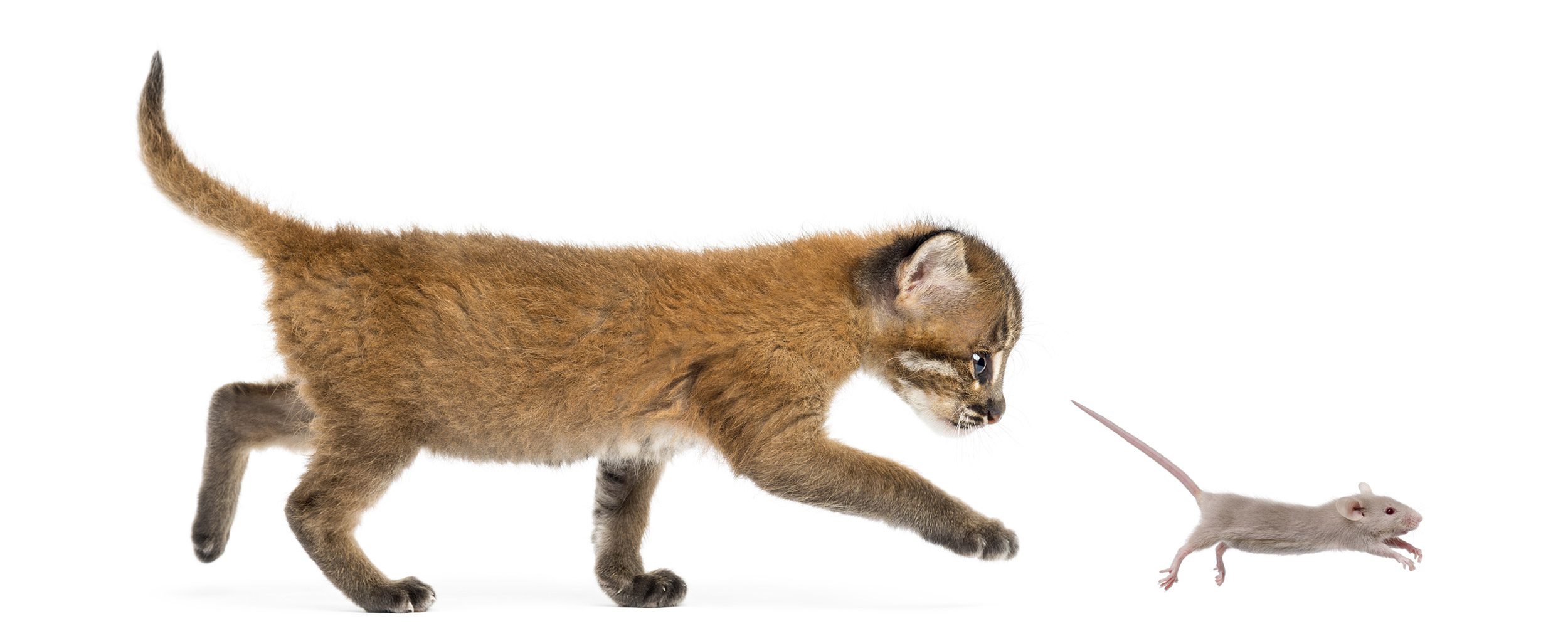 Pourquoi le chat est un carnivore strict (et pourquoi ça change tout) carnivore strict