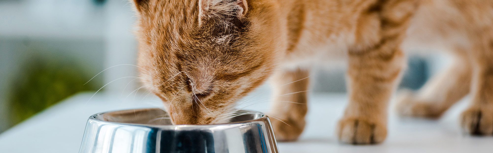 Alimentation moderne : s’éloigne-t-on trop des besoins réels ? alimentation moderne