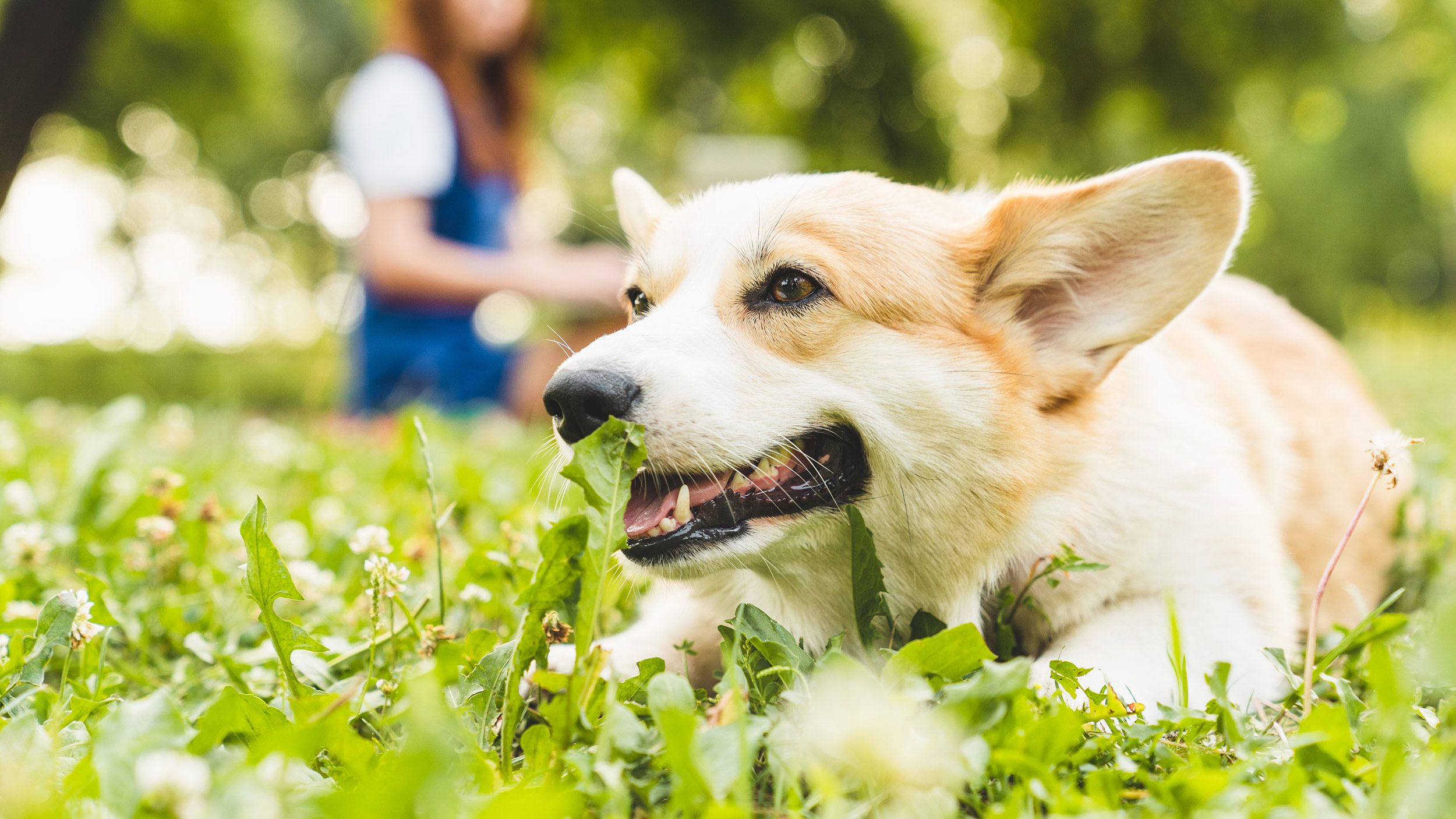 Pourquoi tous les chiens ne digèrent pas pareil ? digestion du chien