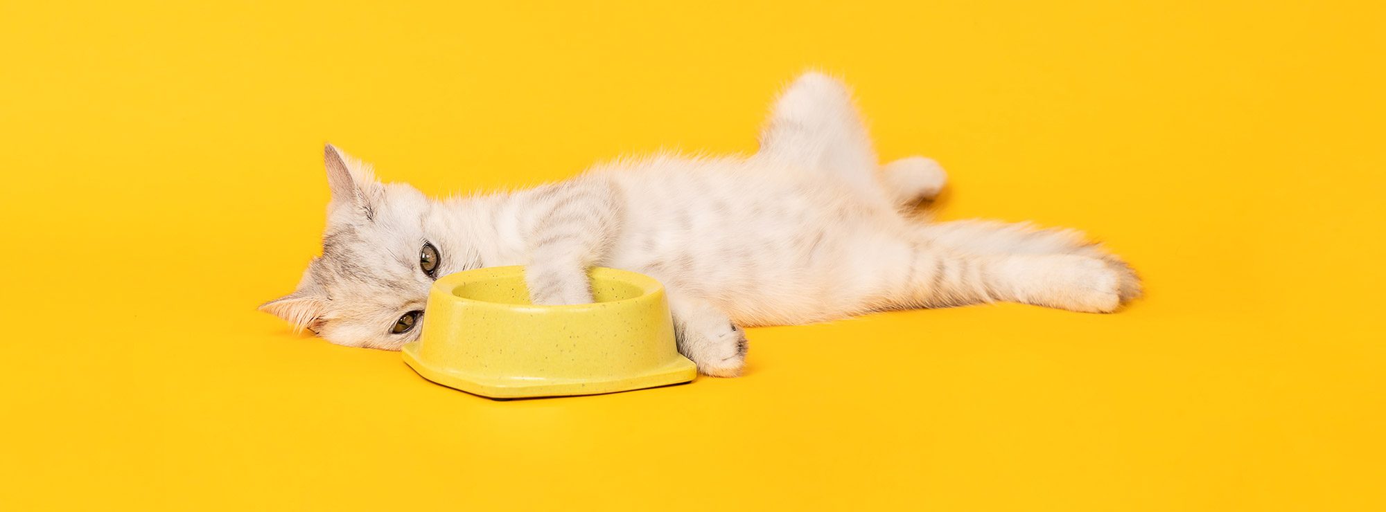 Alimentation industrielle : pourquoi le chat est plus sensible que le chien alimentation industrielle