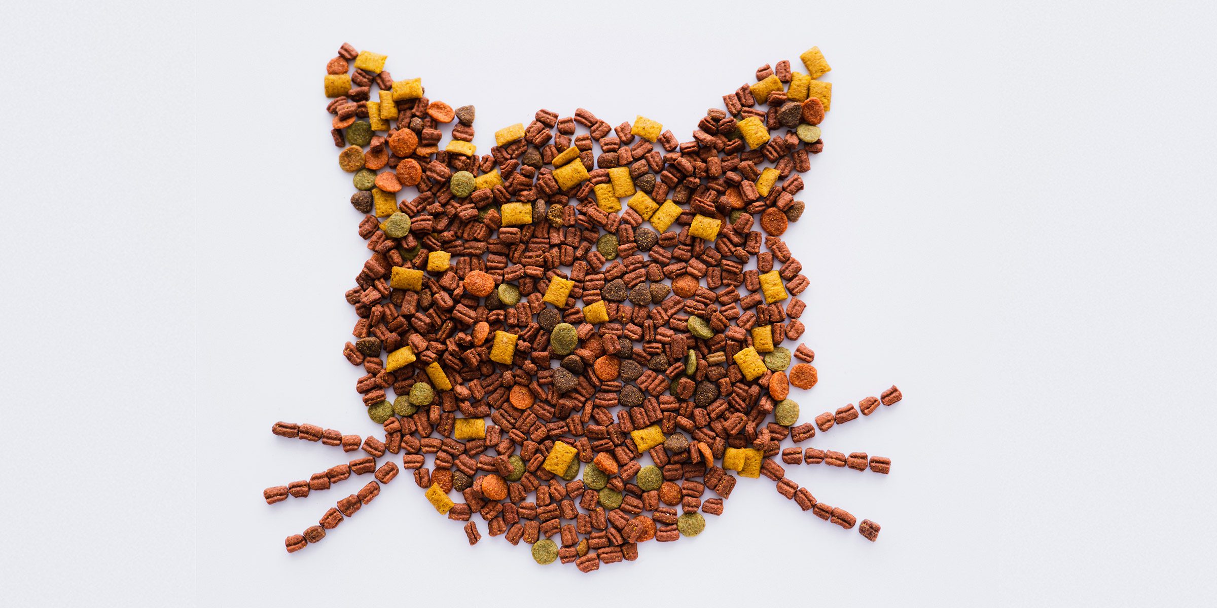 Alimentation industrielle : pourquoi le chat est plus sensible que le chien alimentation industrielle