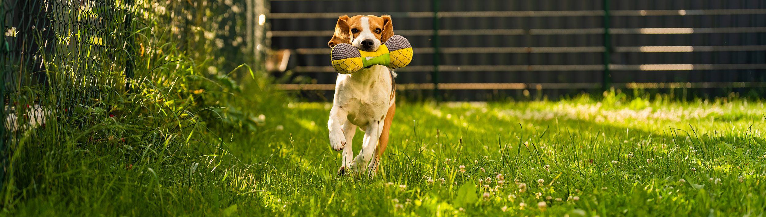 Chien actif vs chien sédentaire : des besoins très différents chien actif