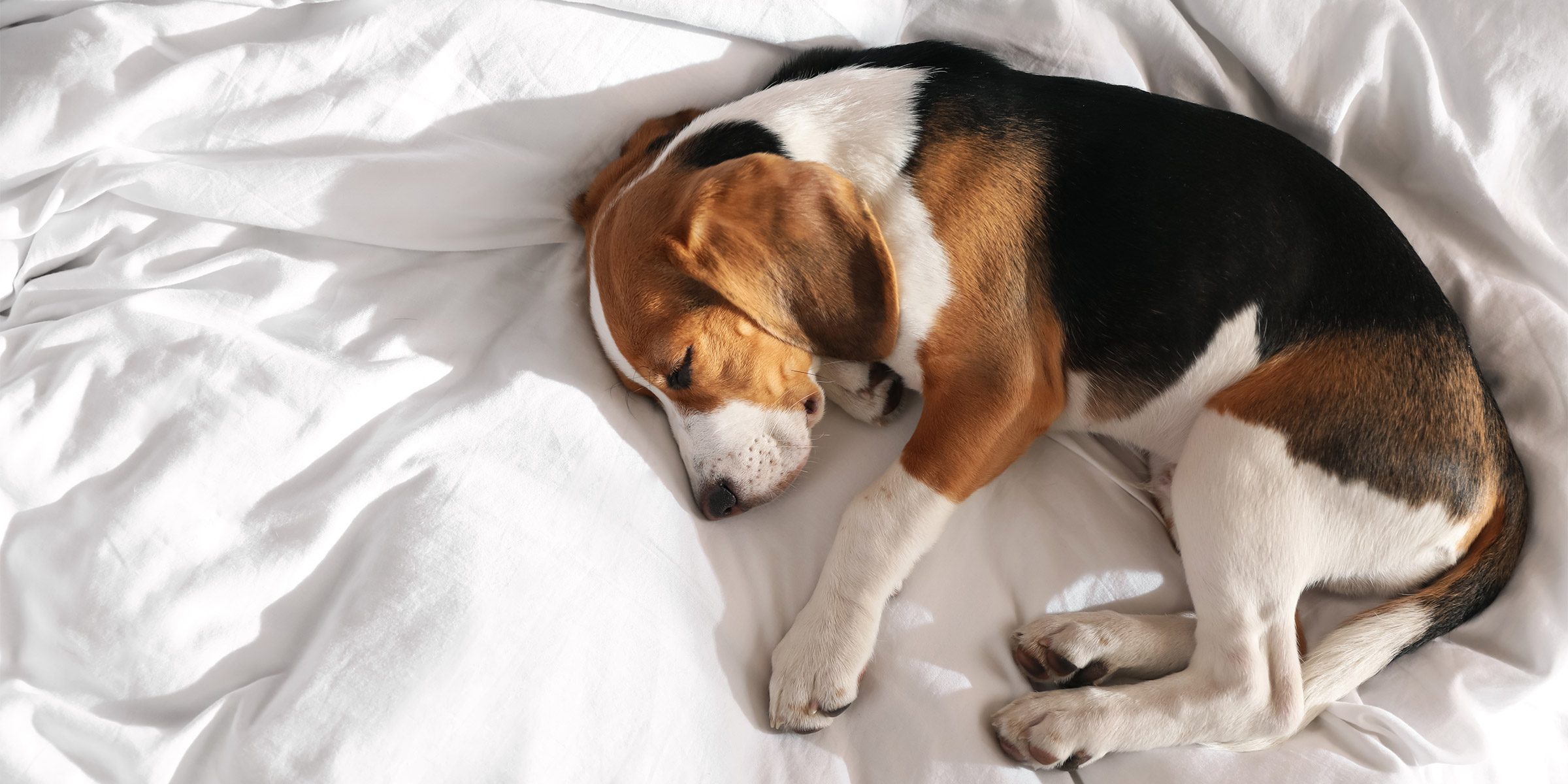 Chien actif vs chien sédentaire : des besoins très différents chien sédentaire
