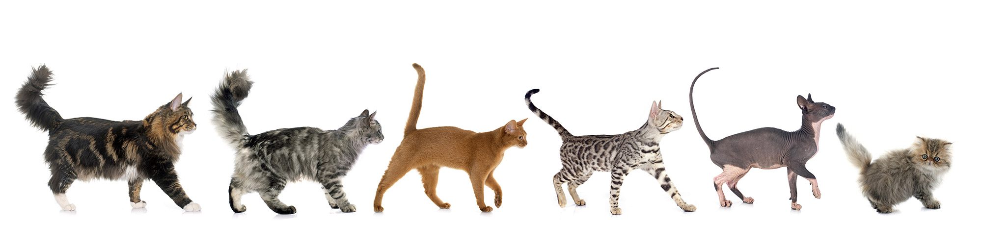 Le métabolisme du chat expliqué simplement métabolisme