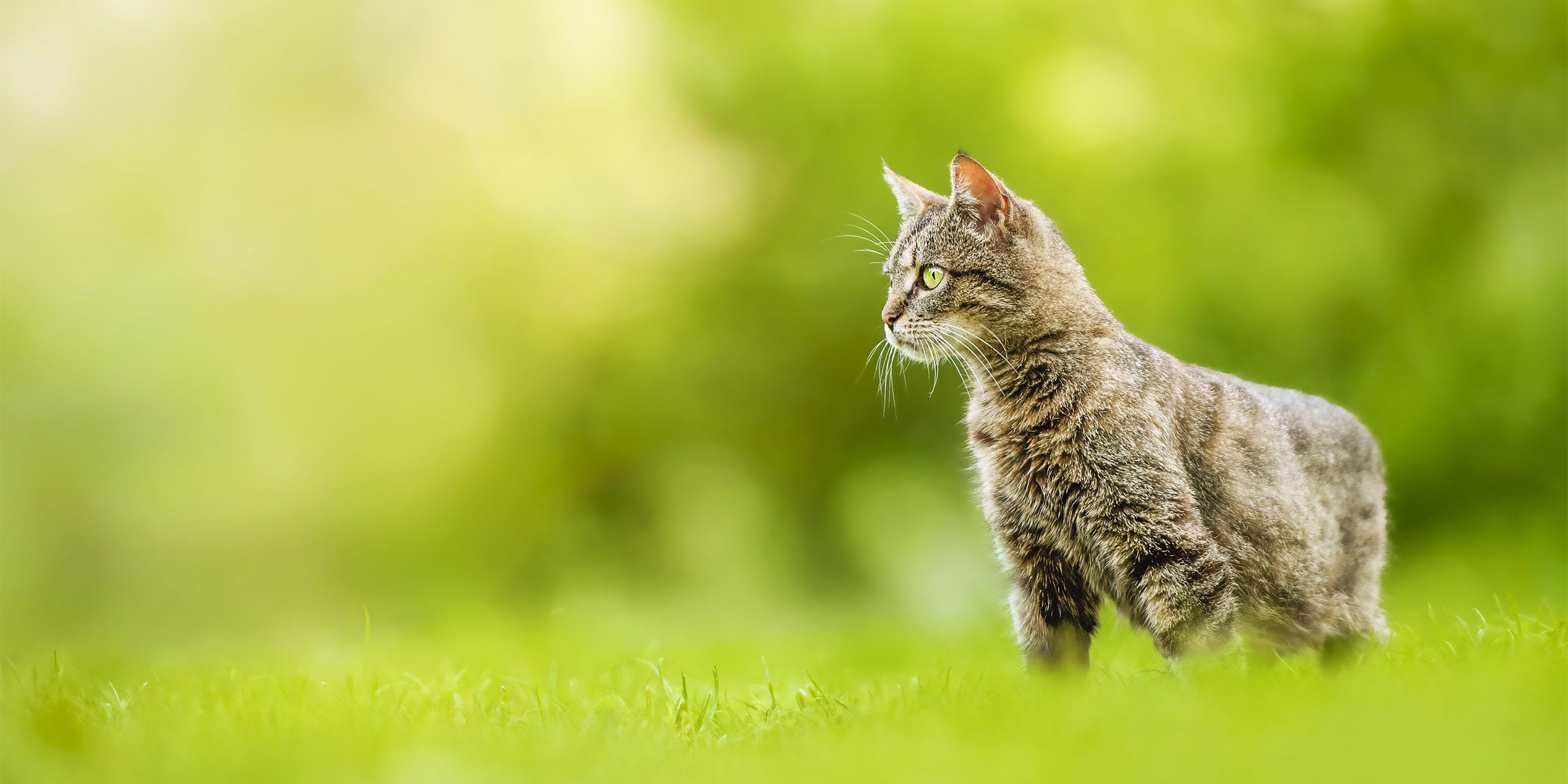 Le métabolisme du chat expliqué simplement métabolisme