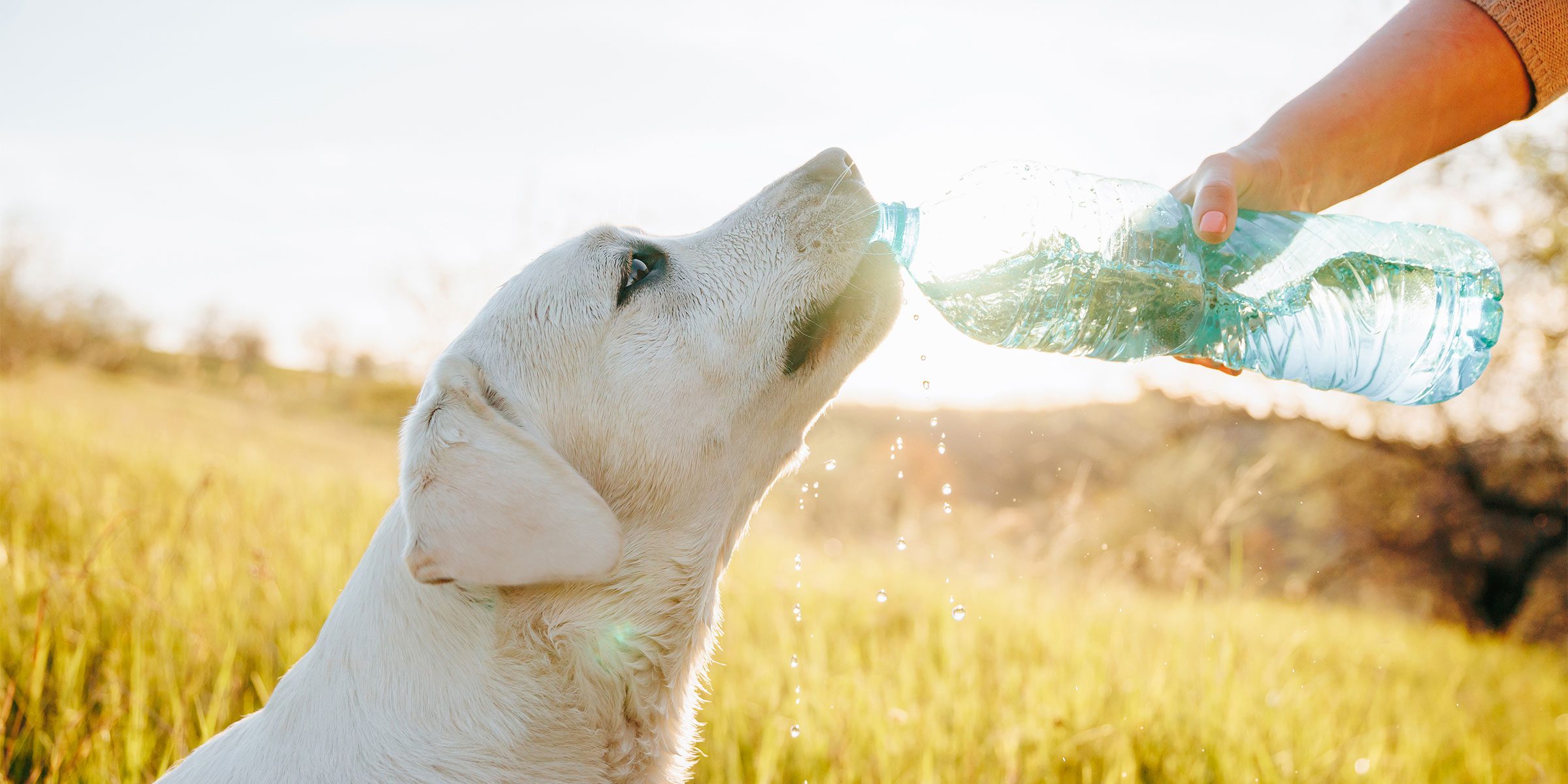 Alimentation premium pour chien et chat Comment hydrater son chien en été