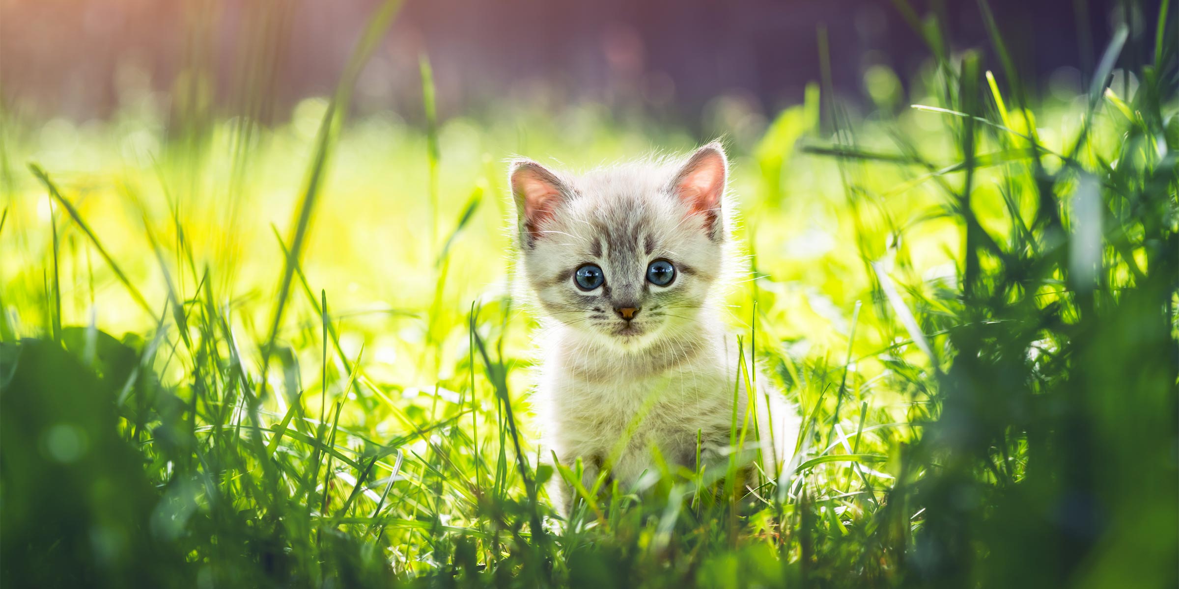 Alimentation premium pour chien et chat Pâtée pour chaton