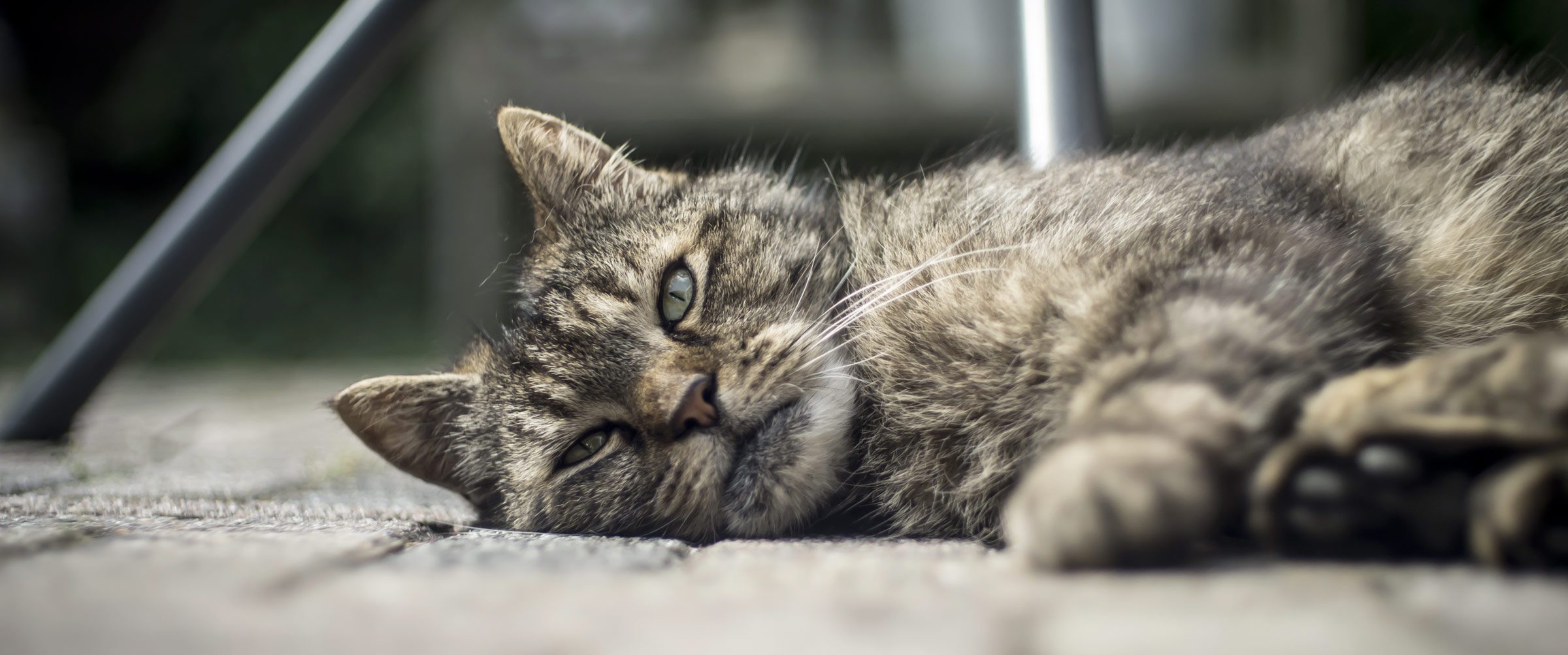 Alimentation du chat stérilisé : les erreurs fréquentes et les bons réflexes à adopter chat stérilisé