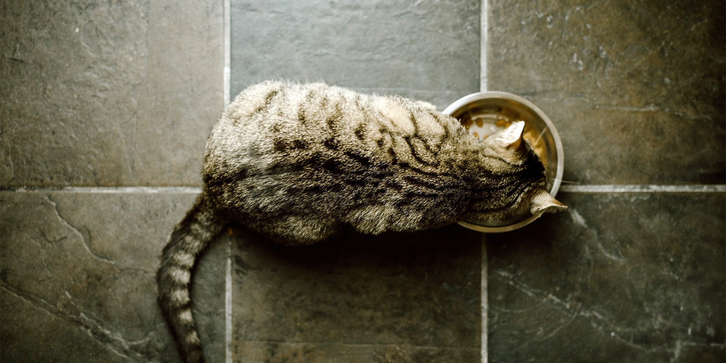chat stérilisé