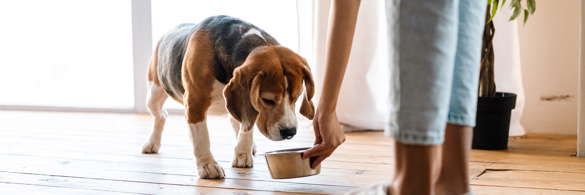 Comment choisir la pâtée de son chien selon son âge, sa taille et ses besoins ? Beagle qui mange dans sa gamelle tenue par son maître