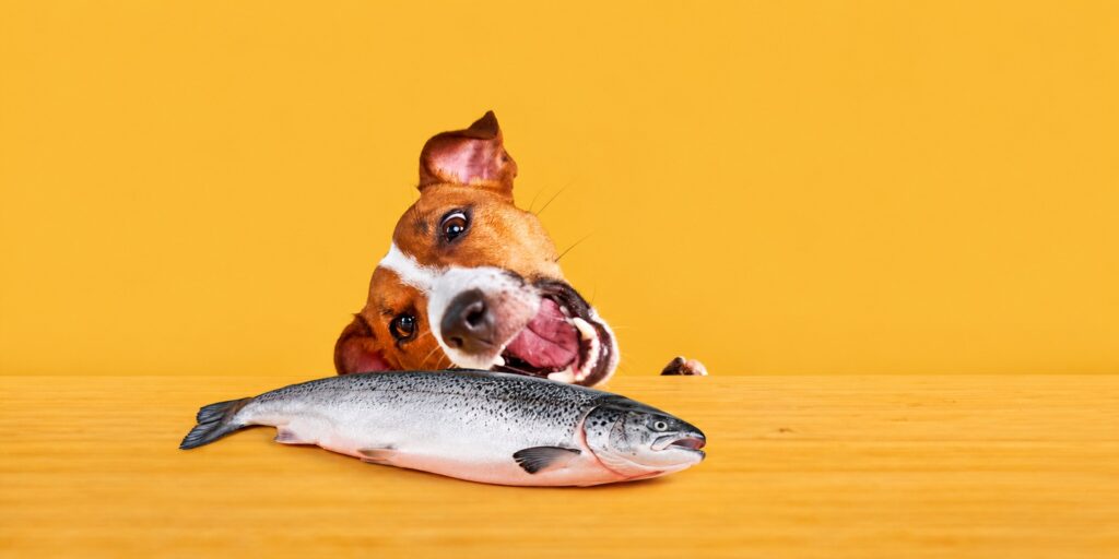 Alimentation premium pour chien et chat Jack Russell Terrier devant un saumon entier sur une table