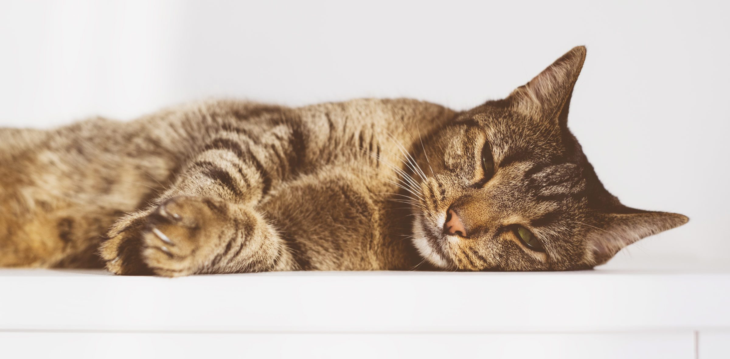 Pâtée pour chat : le guide complet pour choisir selon les besoins de votre félin pâtée pour chat, le guide
