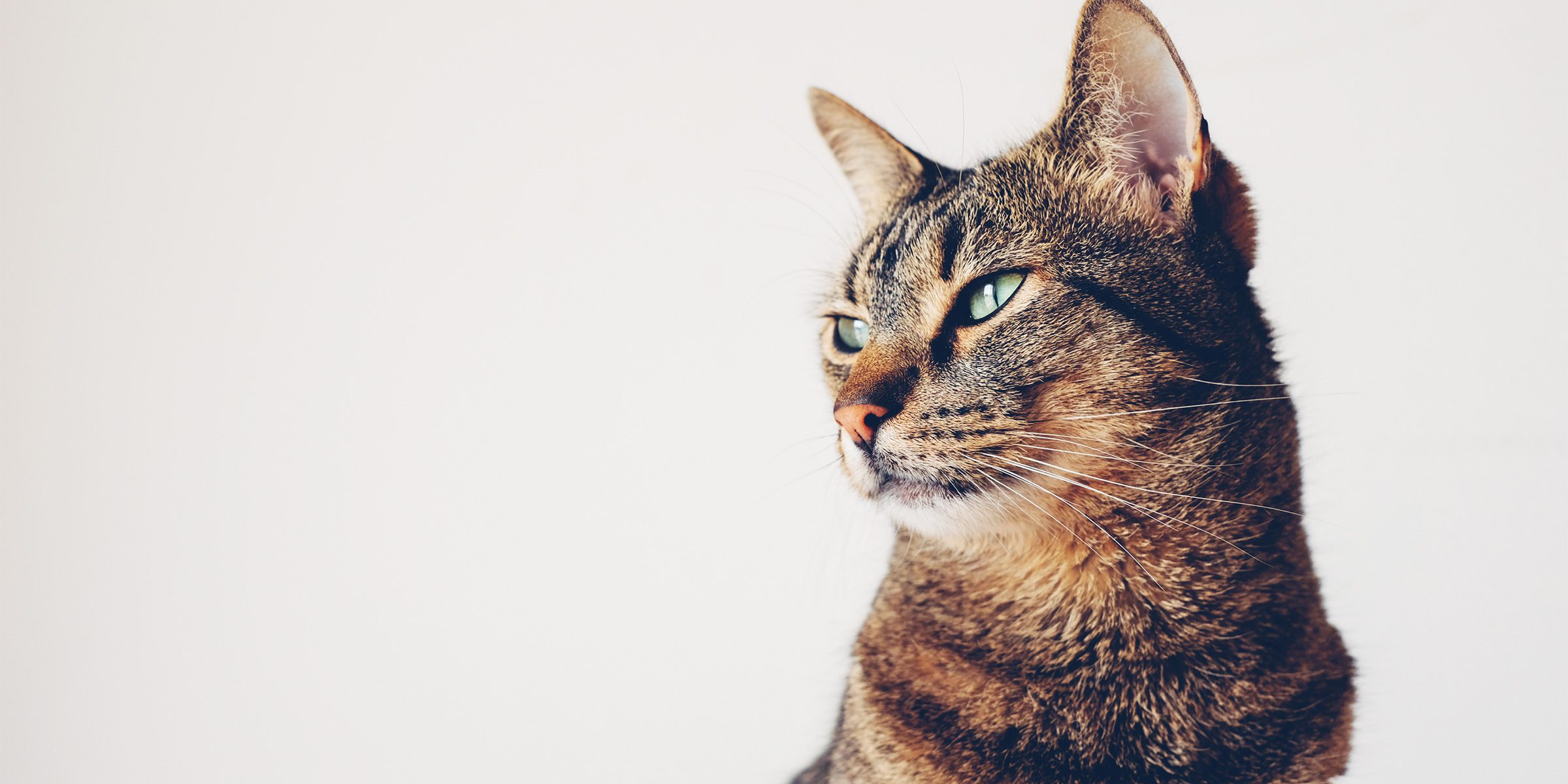 pâtée pour chat