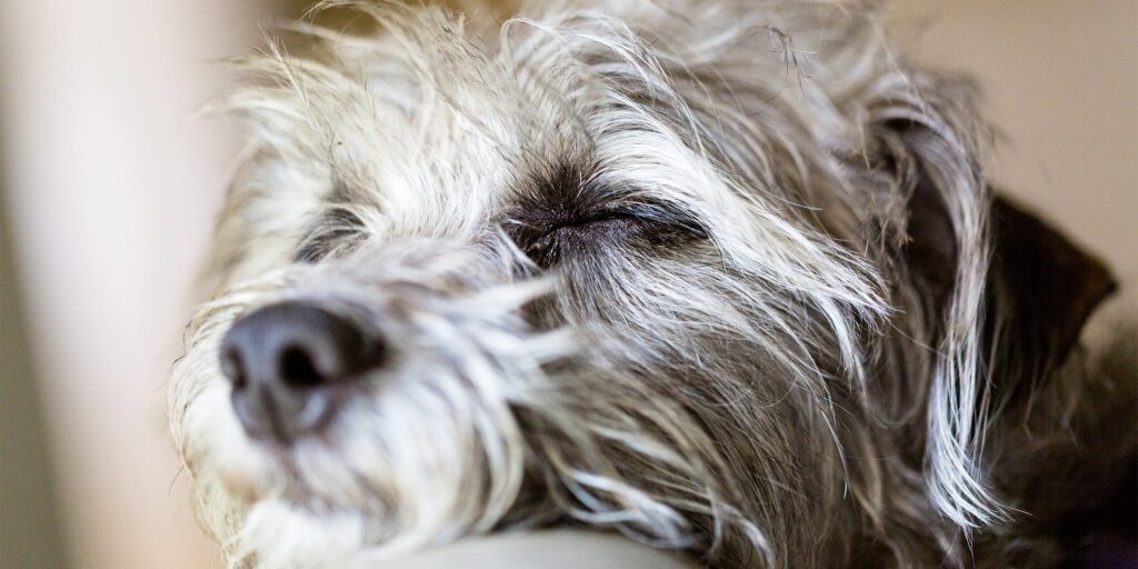 Alimentation premium pour chien et chat chien digestion sensible
