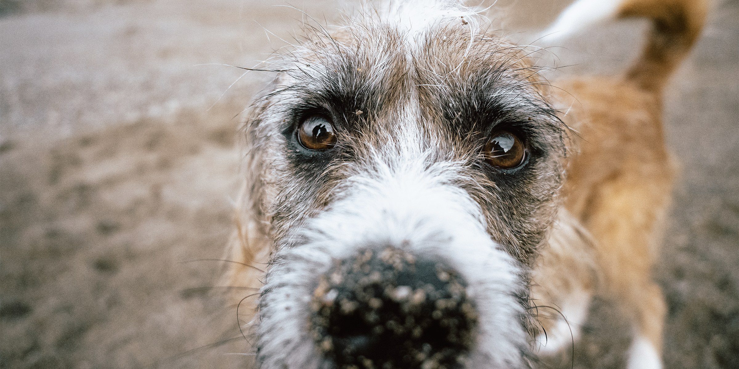 Alimentation du chien senior : comment adapter la ration après 7 ans ? alimentation chien senior