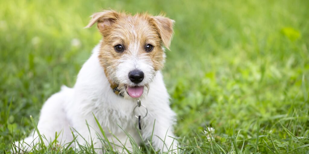 Alimentation premium pour chien et chat chien digestion sensible