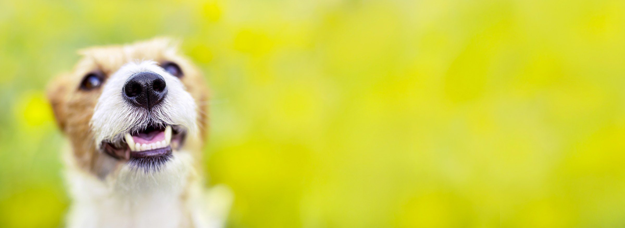 Quelle pâtée choisir pour un chien à la digestion sensible ? chien digestion sensible