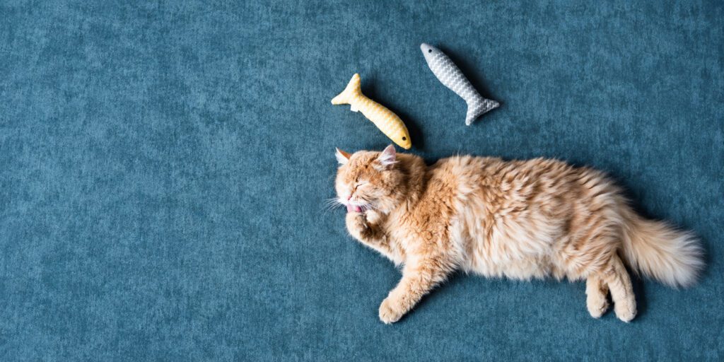 Alimentation premium pour chien et chat chien digestion sensible