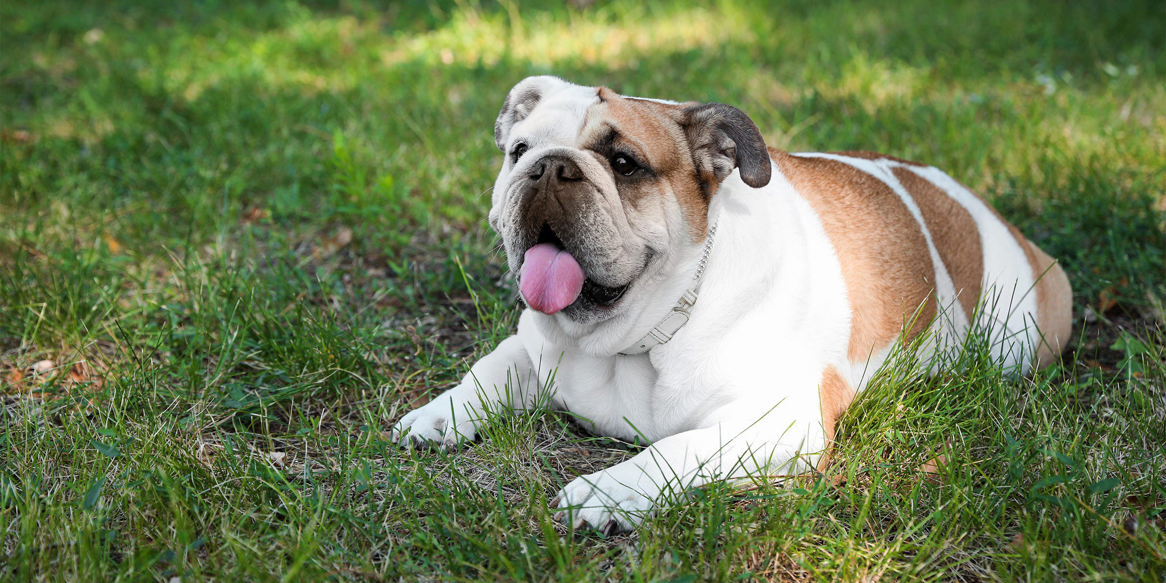 Chien en surpoids : quelle alimentation, et comment doser la pâtée ? chien surpoids alimentation