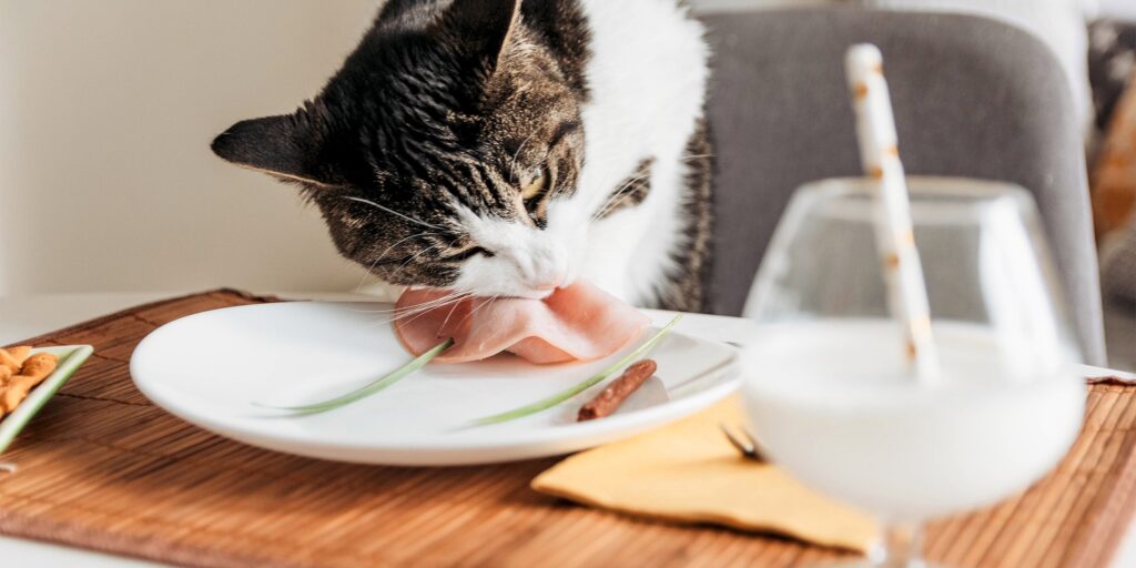 Alimentation premium pour chien et chat pâtée chat cochon