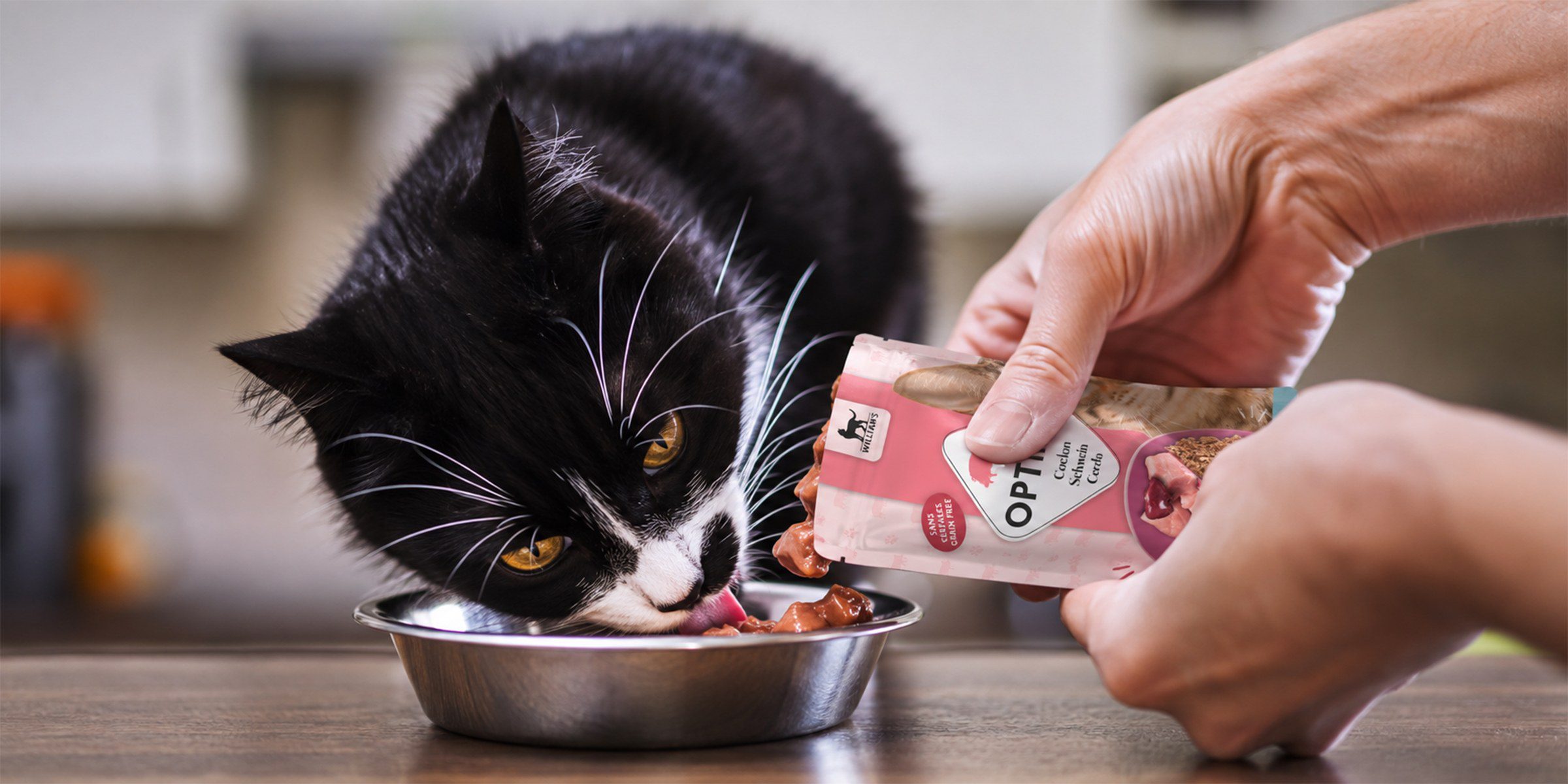 Pâtée au cochon pour chat : les avantages d'une protéine peu commune pâtée chat cochon