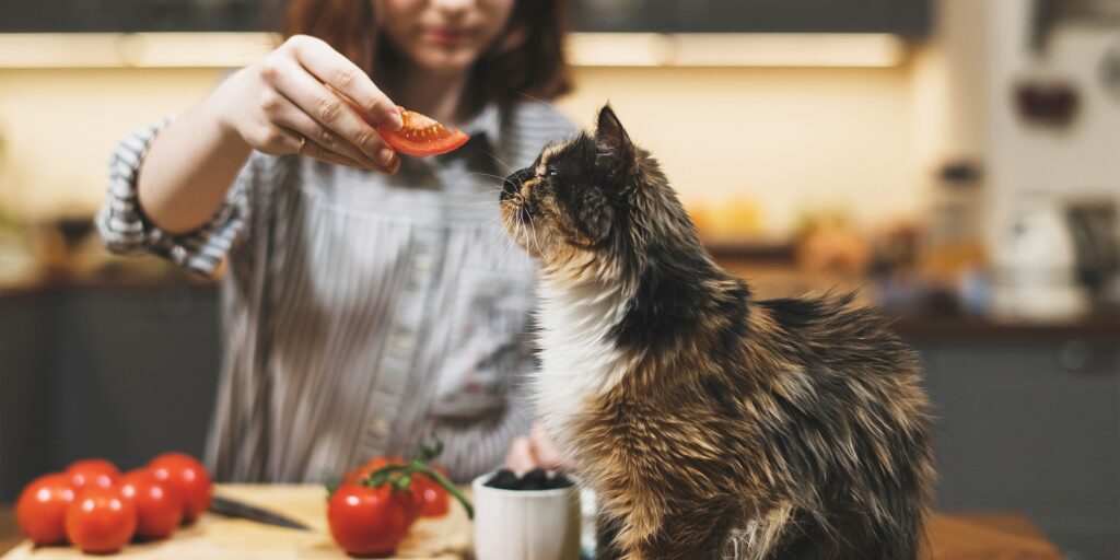 Alimentation premium pour chien et chat chien surpoids alimentation