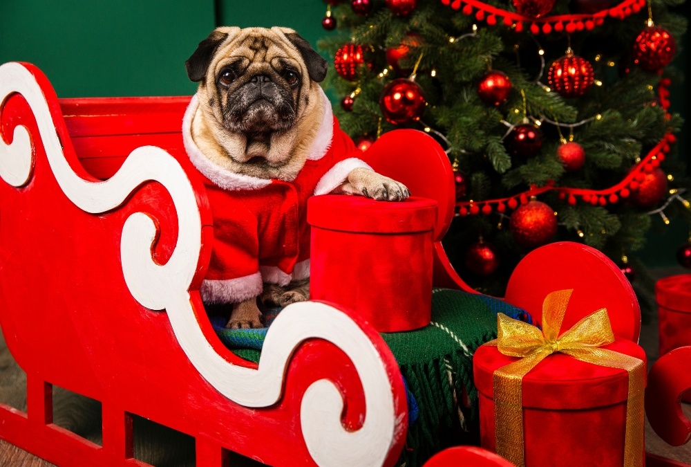 Idées de cadeaux de Noël pour chien