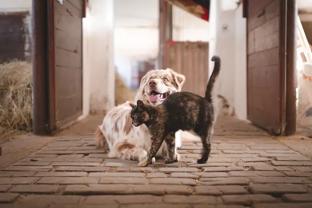 Chien de race corgi qui se tient debout, illustration pour la gamme William's, une alimentation naturelle, sans céréales.