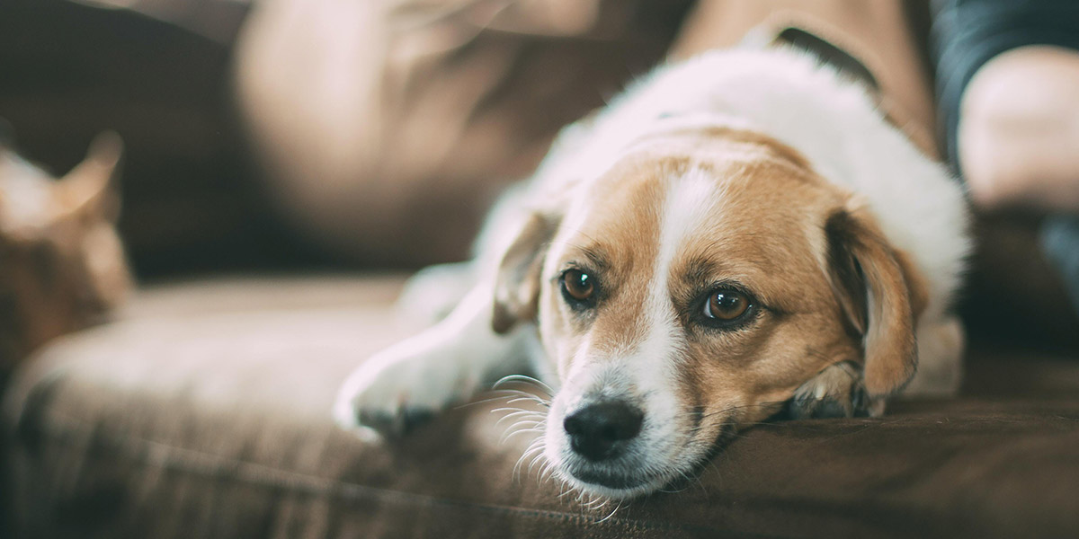Croquettes ou pâtée
