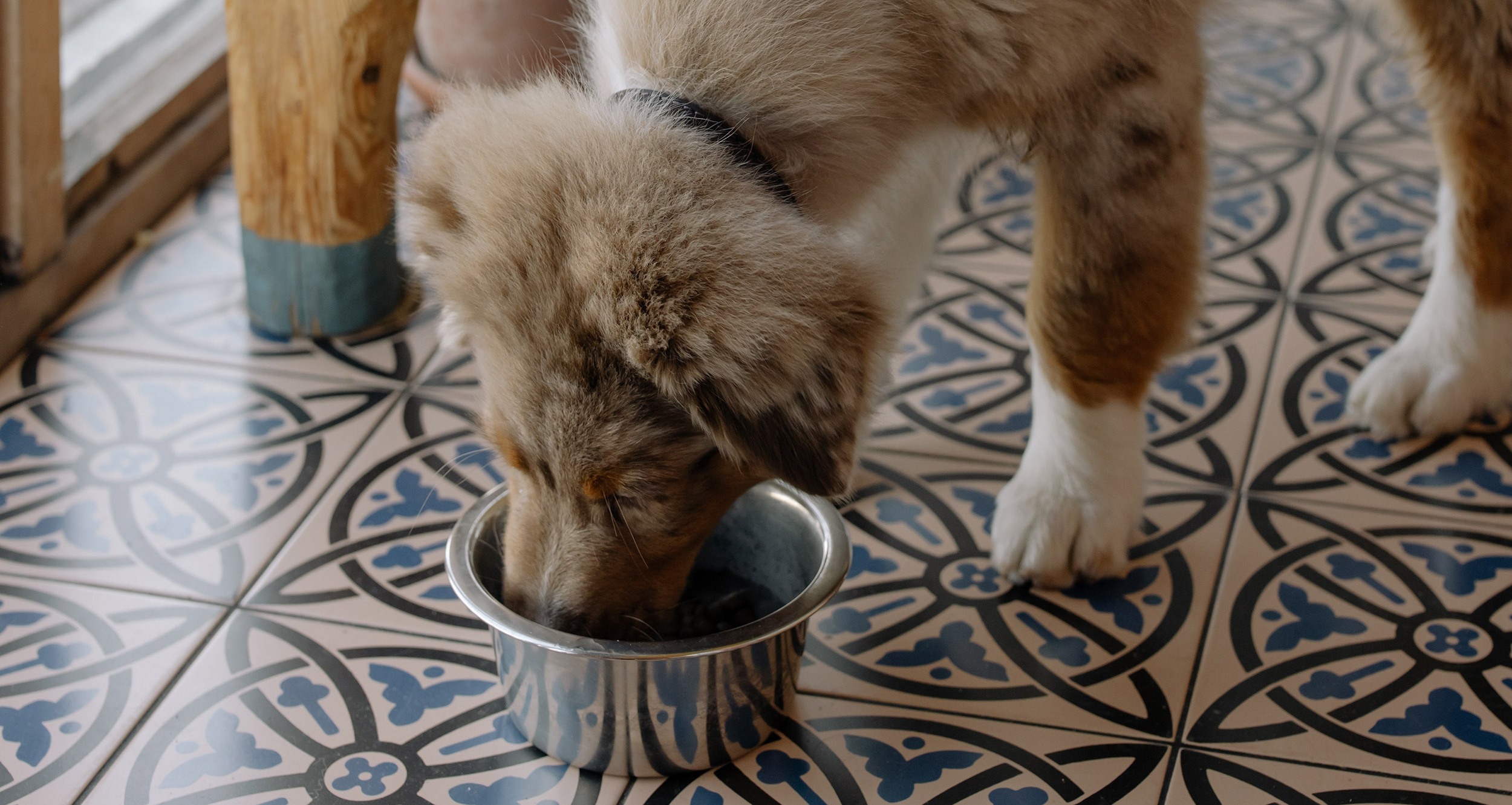transition croquettes vers pâtée