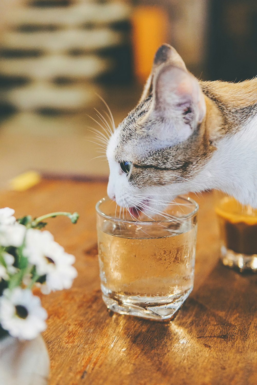 hydratation des chats