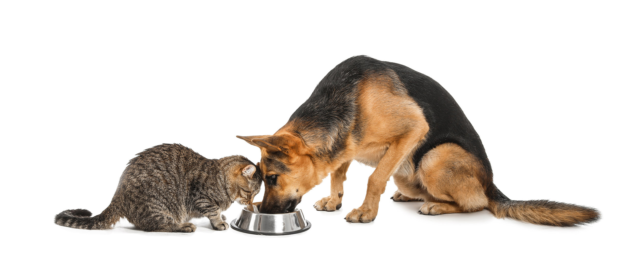 Pourquoi l’alimentation du chat est différente de celle du chien ? alimentation du chat et du chien
