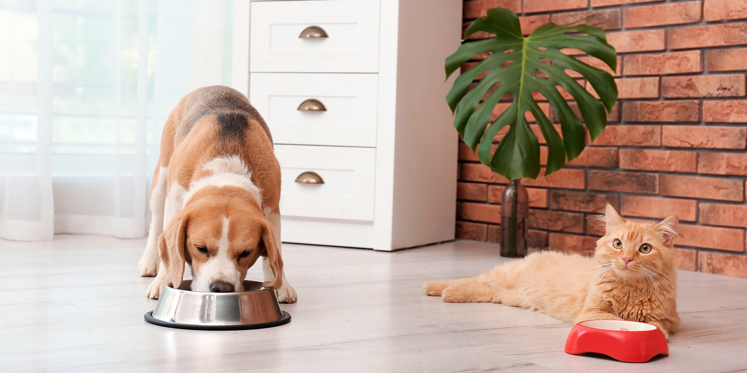 alimentation du chat et du chien