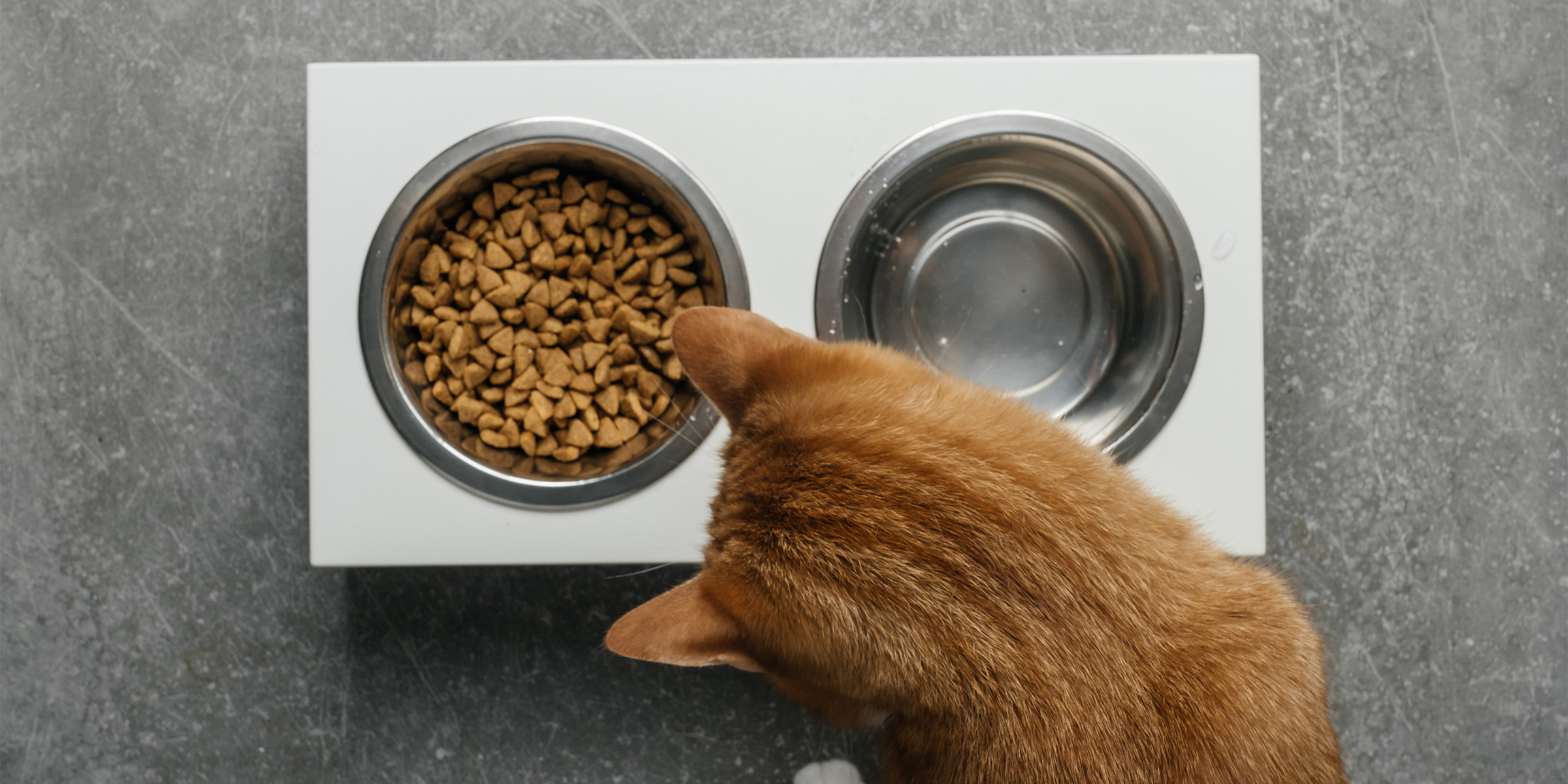 alimentation moderne