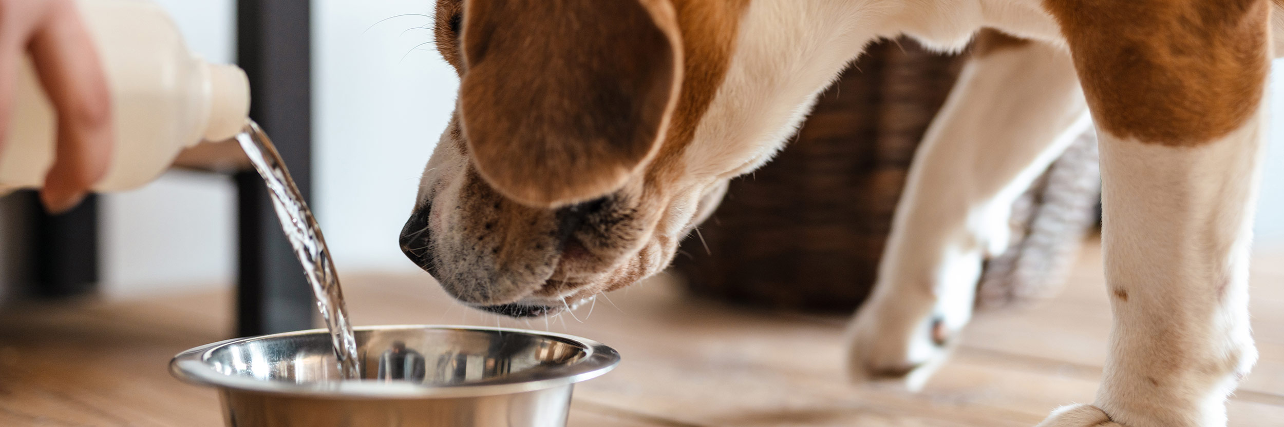 Comment hydrater son chien en été : rôle clé de l'alimentation humide Comment hydrater son chien en été