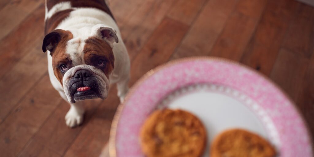 Alimentation premium pour chien et chat chien surpoids alimentation