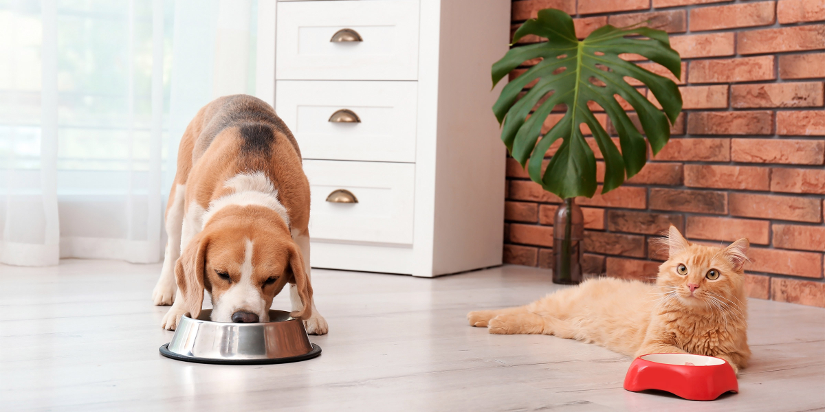 alimentation du chat et du chien